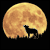 :icontheuntamedwolf: