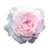 :iconthevampirexxx: