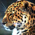 :iconthevintageleopard: