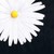 :iconthevioletsunflower: