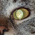:iconthewatcherhimself: