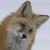 :icontheweirdfoxinpants: