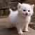 :iconthewhitecat: