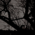 TheWildRose :iconthewildrose: