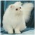 :iconthewildwolfbear: