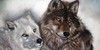 :iconthewolfmoondrawing: