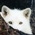 :iconthewolfpeople: