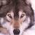 :iconthewolfscream: