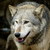 :iconthewolfwithinme: