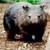 :iconthewombat21: