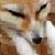 :iconthezanlo: