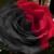 :iconthezombiegir: