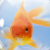 :iconthiagovscoelho: