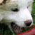 :iconthiii00: