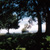 :iconthinktrees: