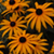 :iconthirdlove: