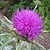 :iconthistle-t: