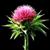 :iconthistle89: