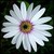:iconthistlephotography: