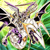 :iconthong82: