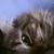 :iconthononthebath:
