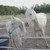 :iconthorn-hollow: