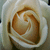 :iconthorns-have-roses:
