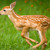 :iconthornspots: