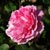 :iconthornyroses: