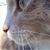 :iconthoront: