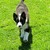:iconthoroughbred-estate: