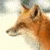 :iconthoughtfox: