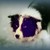 :iconthoulioness: