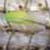 :iconthreadfriend: