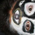 :iconthreebaid: