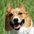:iconthreedogmoons: