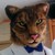 :iconthreewolf:
