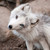 :iconthrillerfox: