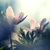 :iconthuja-orientalis: