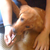 :iconthumper15bambi: