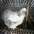 ThunderbirdCommander :iconthunderbirdcommander: