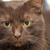 :iconthunderclaw888: