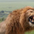 :iconthunderlion42: