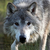 :iconthunderthewearwolf: