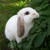:iconthunderzebra: