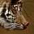 :iconthundrecat: