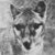 :iconthylacine-hunter:
