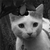 :iconthymehouse: