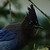 :icontiahemet-rhaine: