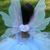 tiaraswings :icontiaraswings: